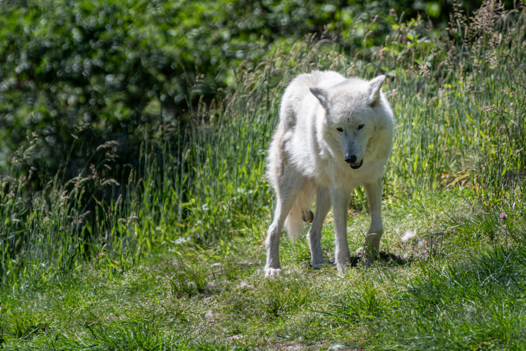 Wolf :)